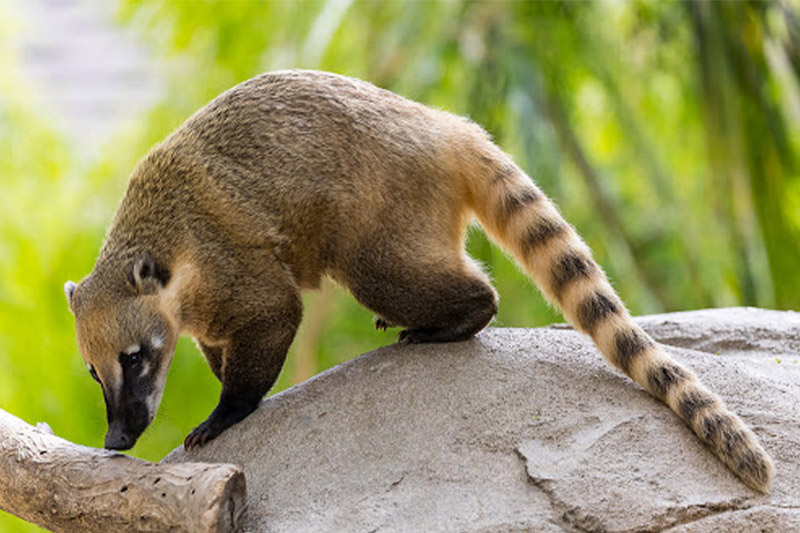 Coatimundi