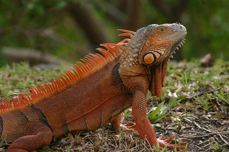 Green Iguana