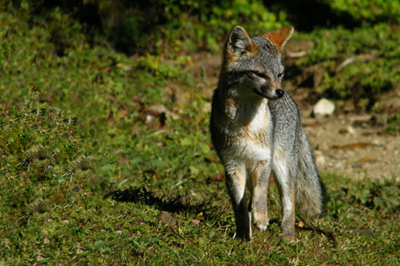 Grey Fox