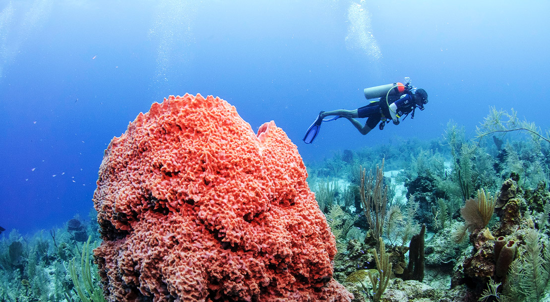 Great Dive sites neat Placencia Belize