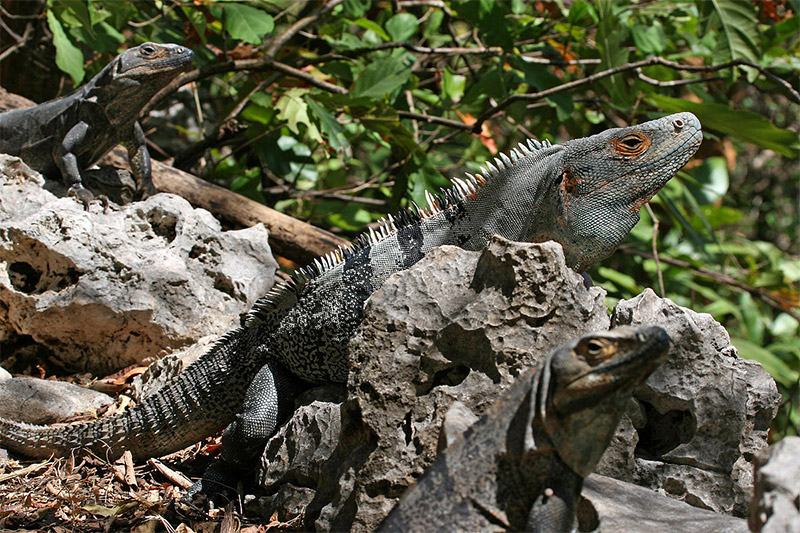 Black Spiny Tailed Iguana