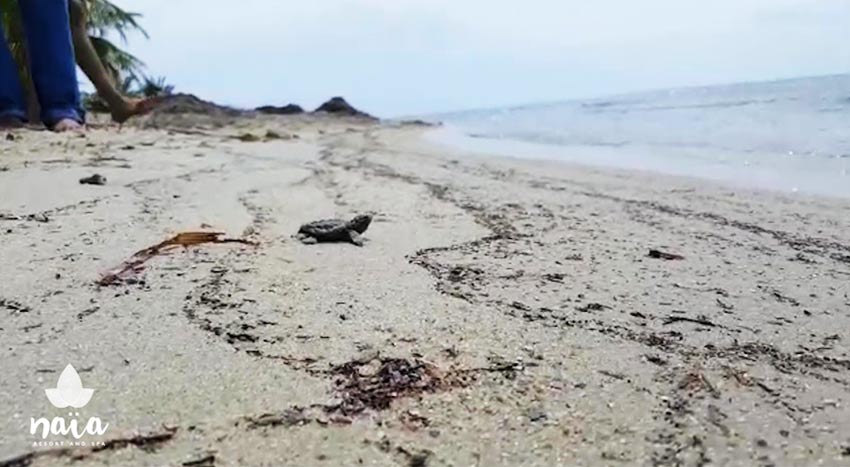 Hawksbill turtles born at Naia Resort